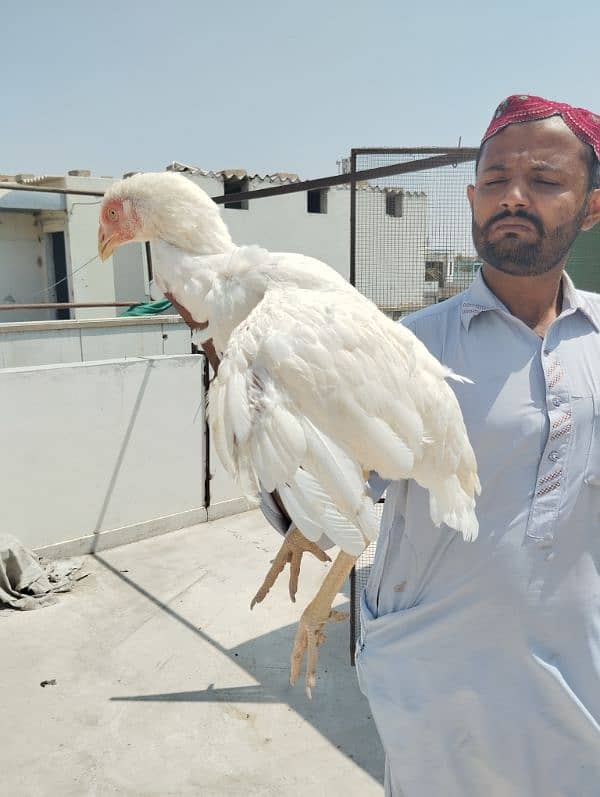 Aseel HEERA MAADI | Aseel Hen for sale | hen for sale 2