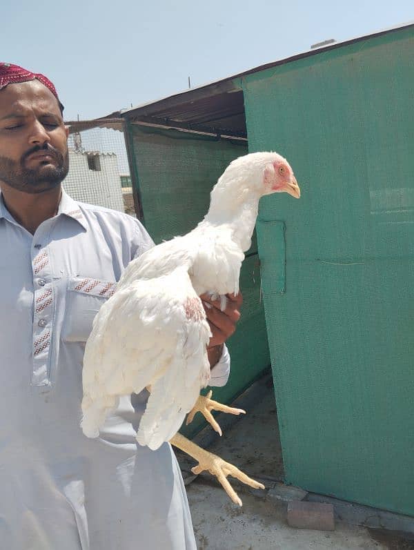 Aseel HEERA MAADI | Aseel Hen for sale | hen for sale 3