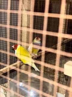 gouldian finch 0