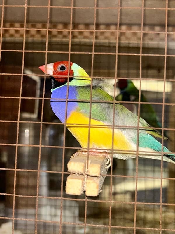 gouldian finch 1