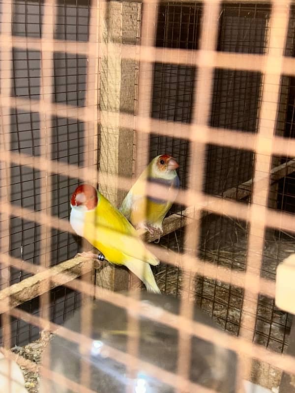 gouldian finch 3