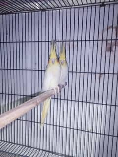 cockatiel/cocktail for sale 0