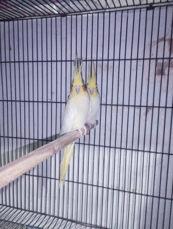 cockatiel/cocktail for sale 0