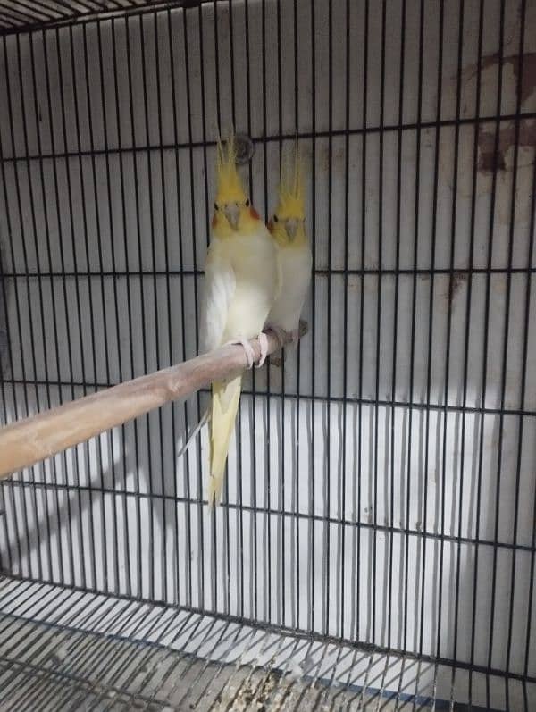 cockatiel/cocktail for sale 1