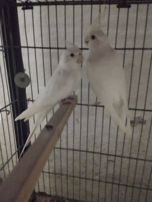 cockatiel/cocktail for sale 2