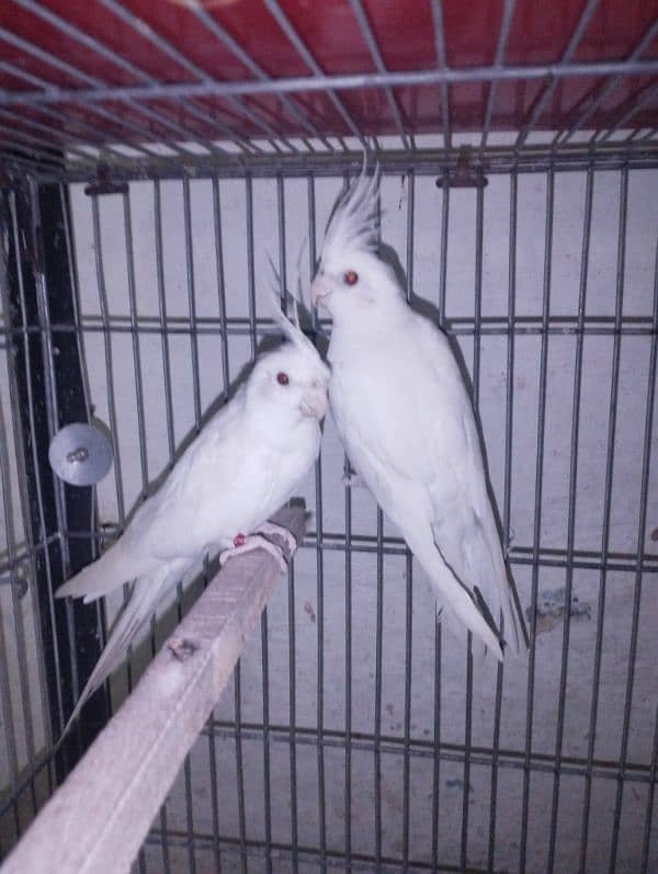 cockatiel/cocktail for sale 3