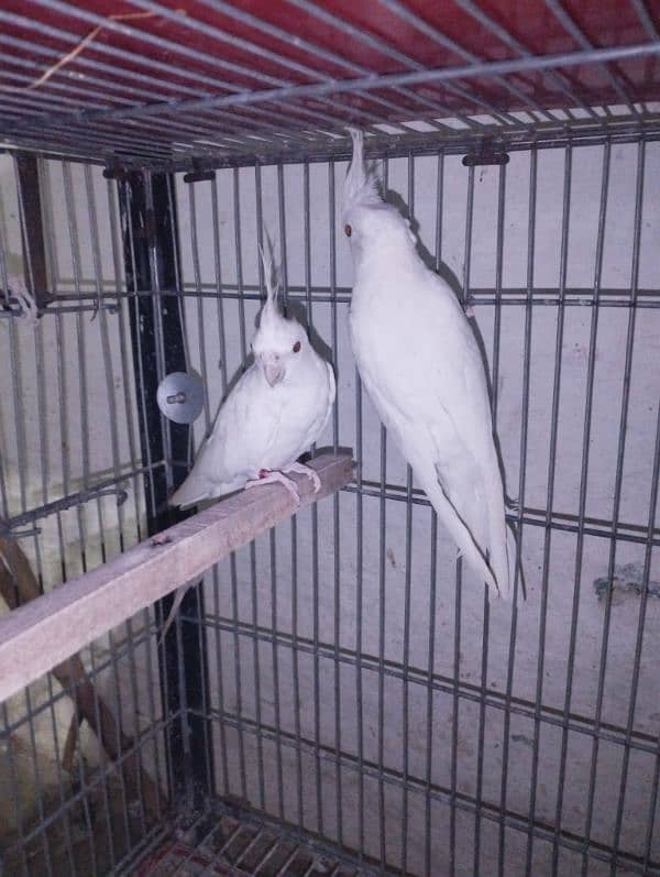 cockatiel/cocktail for sale 4