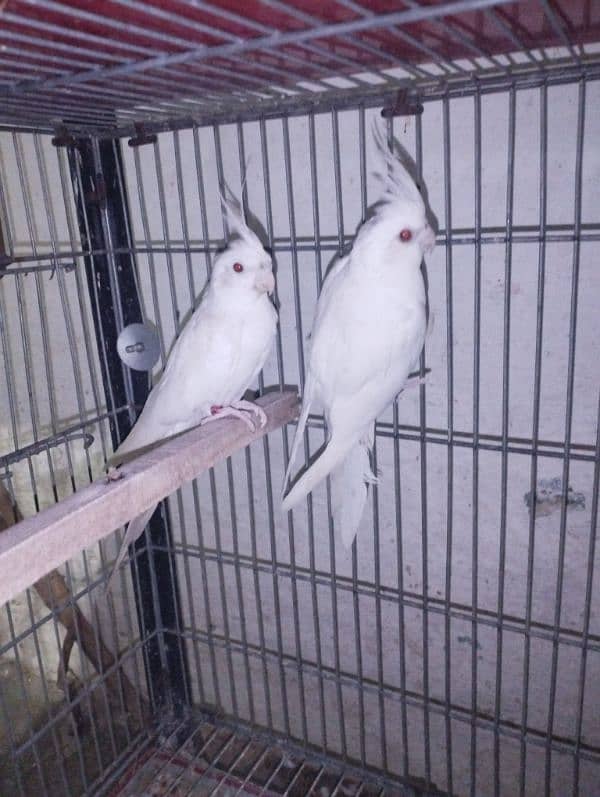 cockatiel/cocktail for sale 5