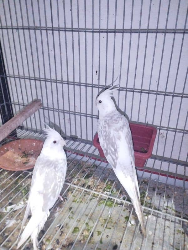 cockatiel/cocktail for sale 6