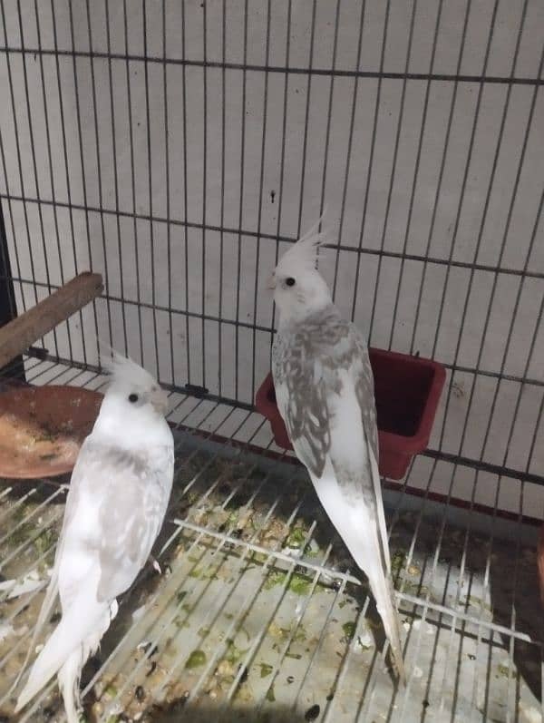 cockatiel/cocktail for sale 7