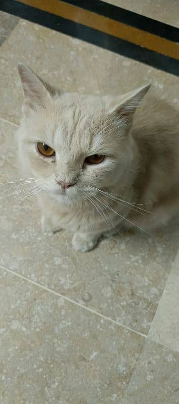 Persian Cat 1