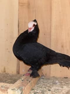 white mukhi Male 700 ka sale sale sale 0