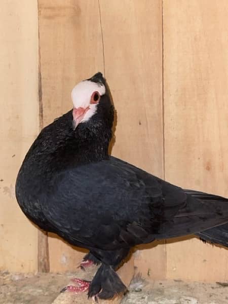 white mukhi Male 700 ka sale sale sale 1