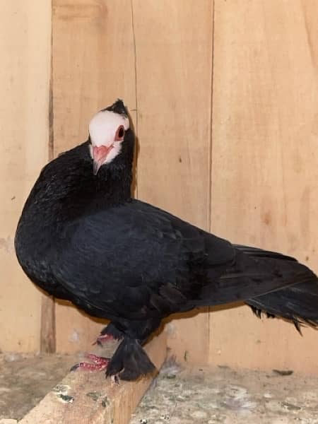 white mukhi Male 700 ka sale sale sale 2