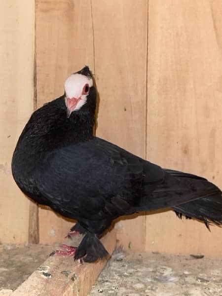 white mukhi Male 700 ka sale sale sale 3