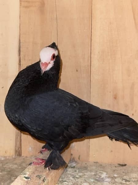 white mukhi Male 700 ka sale sale sale 4