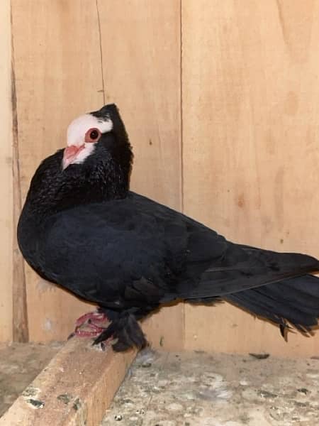 white mukhi Male 700 ka sale sale sale 5