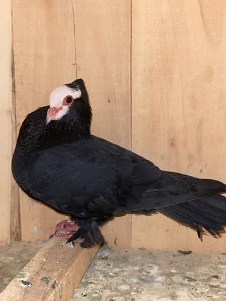 white mukhi Male 700 ka sale sale sale 6