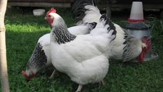 Sussexs Hens eggs for sale A+ Quality 03125553529call 0