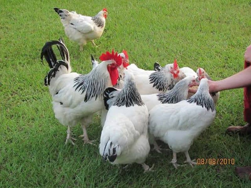 Sussexs Hens eggs for sale A+ Quality 03125553529call 1