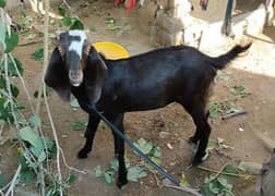 2 male goats age 6 months