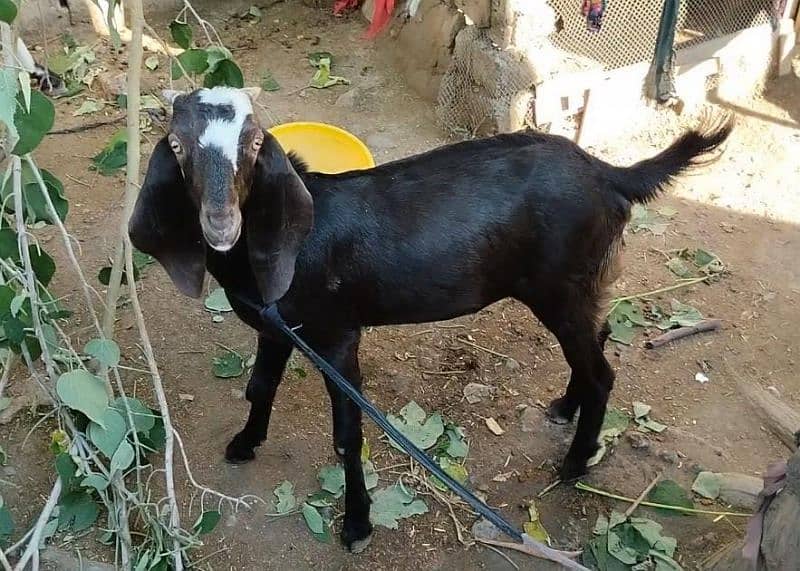 2 male goats age 6 months 0