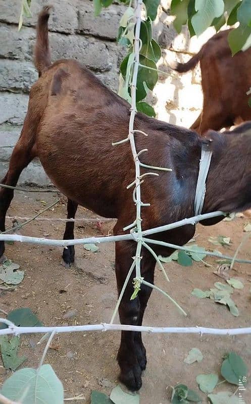 2 male goats age 6 months 1