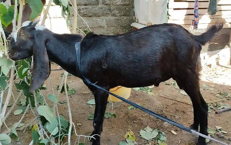 2 male goats age 6 months 2