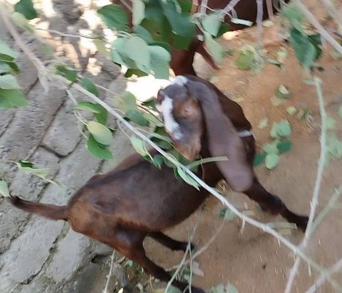 2 male goats age 6 months 3