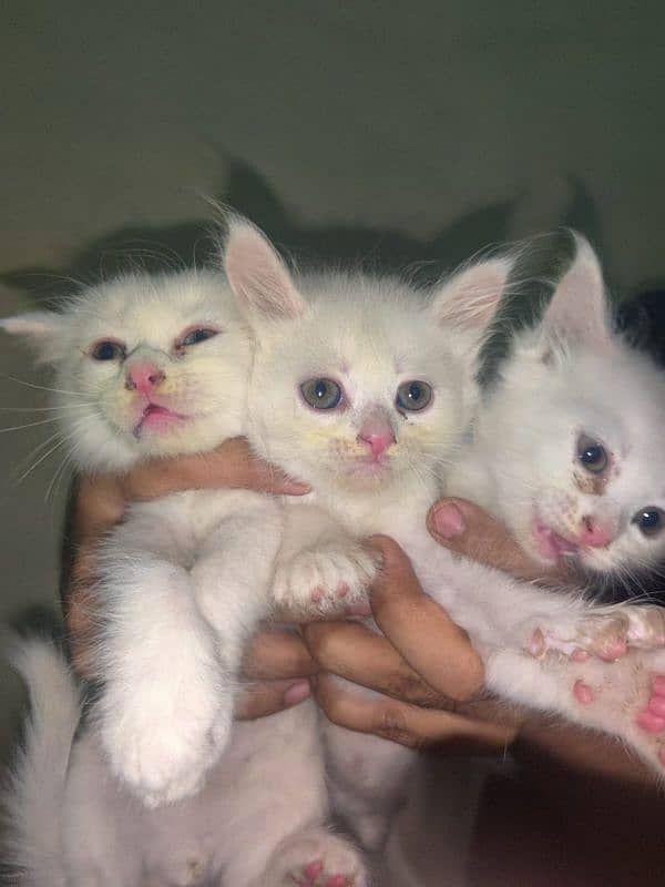 pure persian kittens 0