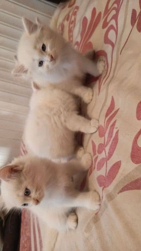 persian male and female ketten 2