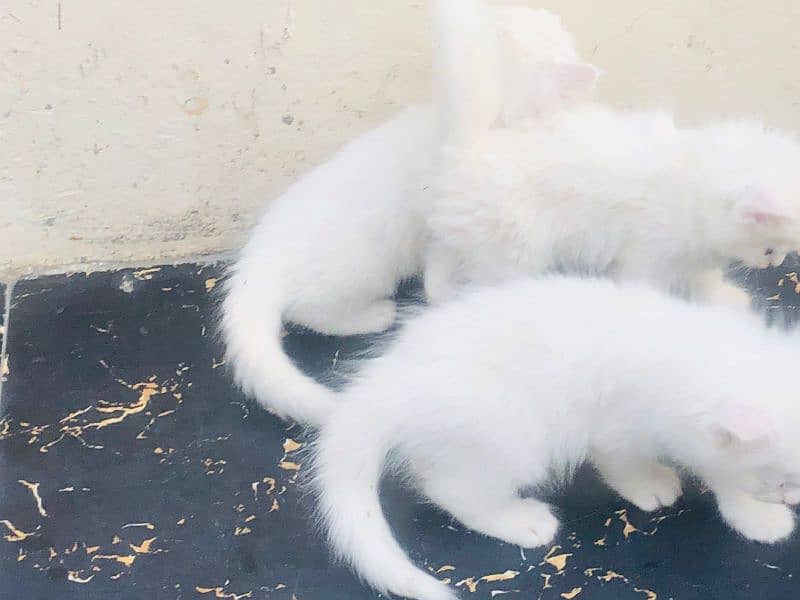 persian male and female ketten 4