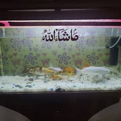 Fish Tank with 8 fish for sale