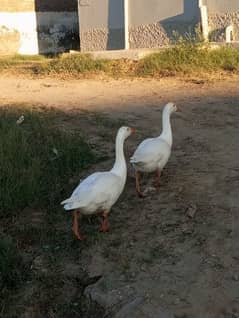 Active and helthy duck pair