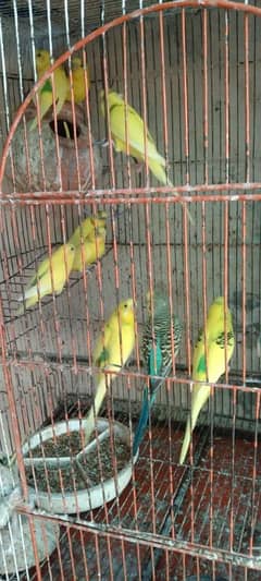 Austalain Parrot For sale 15 Pair All Pair Is Good Health