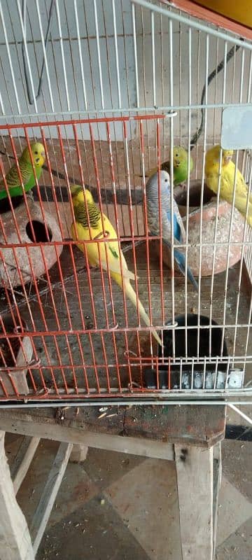 Austalain Parrot For sale 15 Pair All Pair Is Good Health 1