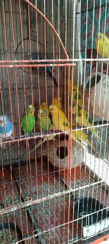 Austalain Parrot For sale 15 Pair All Pair Is Good Health 2