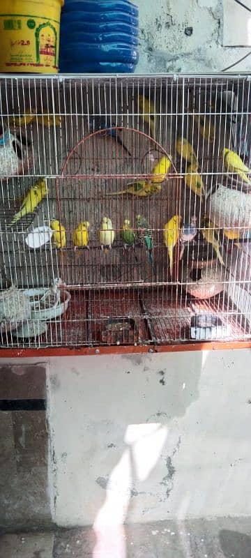 Austalain Parrot For sale 15 Pair All Pair Is Good Health 3