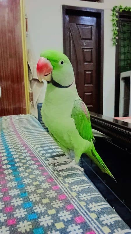 Raw parrot full active and playful 1