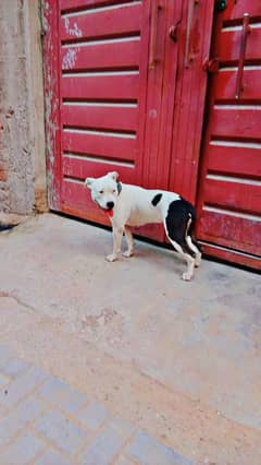 female Pure American bully for sale 0