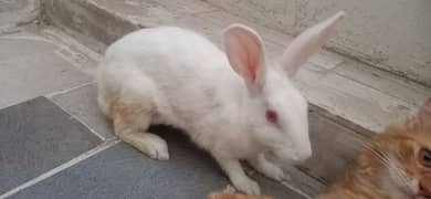 rabit female 0