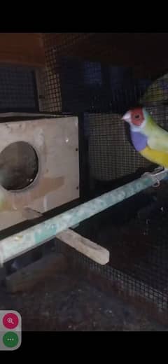 Yellow Gouldian breeder and ready to breed pairs for sell