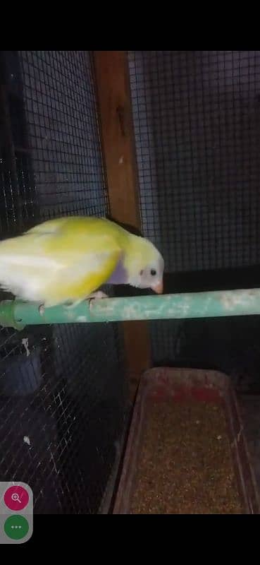 Yellow Gouldian breeder and ready to breed pairs for sell 1