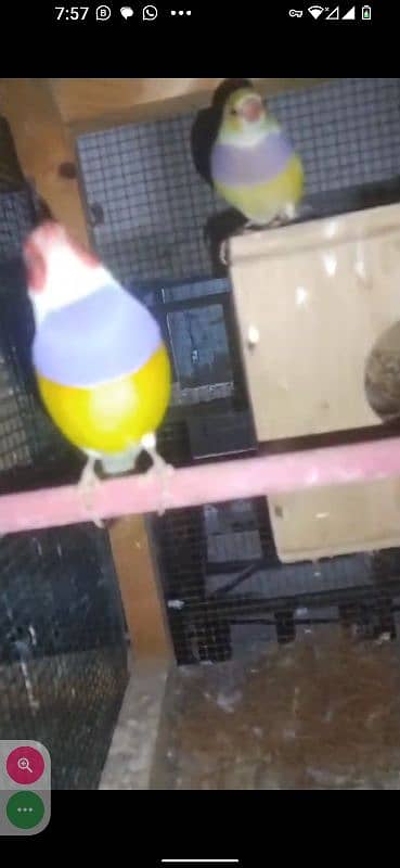 Yellow Gouldian breeder and ready to breed pairs for sell 2