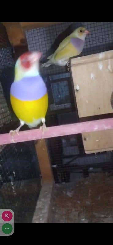 Yellow Gouldian breeder and ready to breed pairs for sell 3