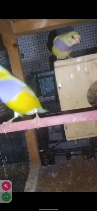 Yellow Gouldian breeder and ready to breed pairs for sell 4