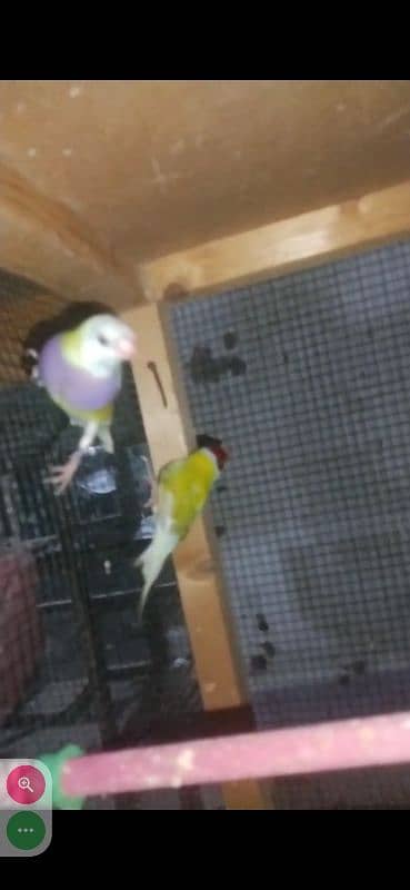 Yellow Gouldian breeder and ready to breed pairs for sell 5