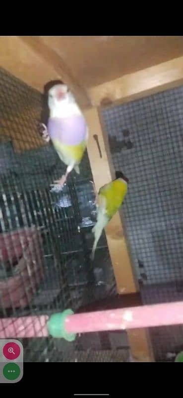 Yellow Gouldian breeder and ready to breed pairs for sell 6