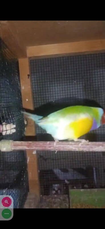 Yellow Gouldian breeder and ready to breed pairs for sell 7