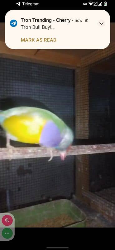 Yellow Gouldian breeder and ready to breed pairs for sell 8